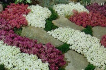 Алиссум сорта Алиссум сорта