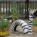 Plastic Bottles For Gardens