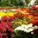 Flowers With Photos