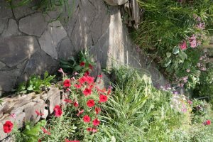 клумба на даче своими руками фото