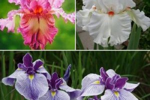 Изысканные красавцы ирисы Изысканные красавцы ирисы