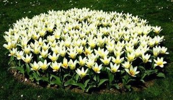 Моноклумба Моноклумба