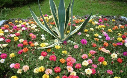 Cloud Flowers