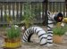 Plastic Bottles For Gardens