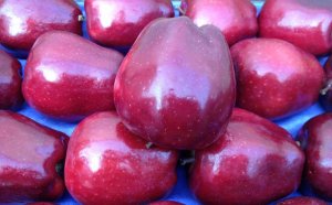 All About Gardens And Gardens