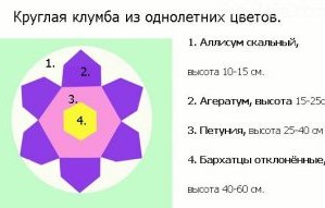 Схема клумбы из однолетников